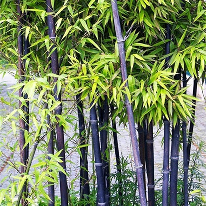 Buy FAFAFA 200+ Black Bamboo Seeds Rare Purple Black Timor Bamboo Fast