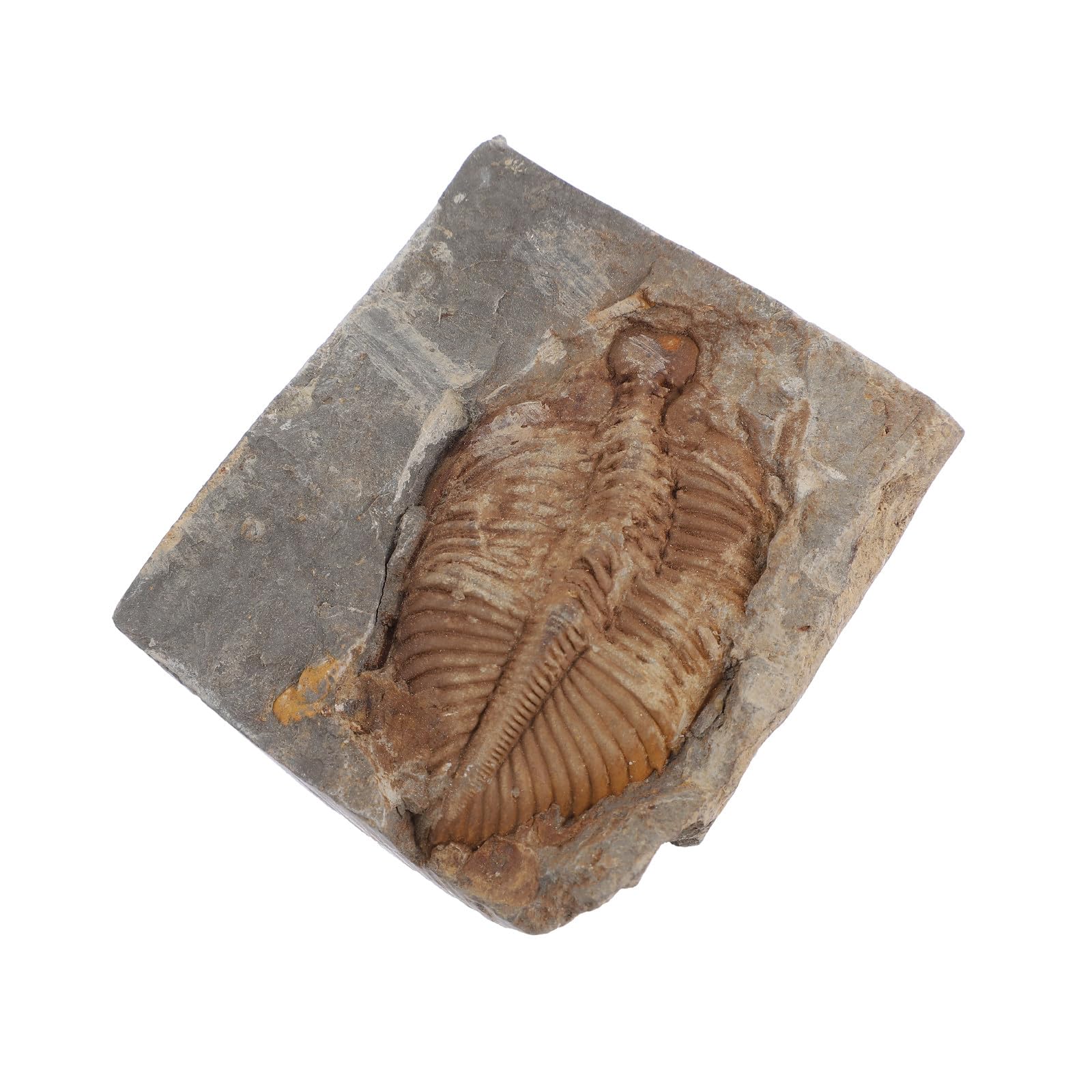 Trilobite Fósil Espécimen Real de Paleontología para Colección y Estudio