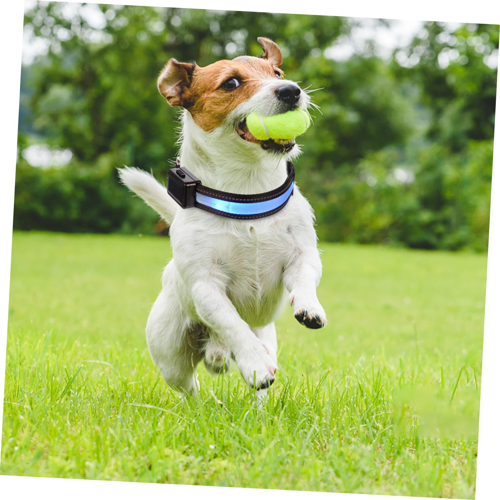 SUPVOX 3juegos Collar Led para Perros Collar Brillante USB Recargable Seguridad Nocturna para Mascotas para Fiestas y Celebraciones