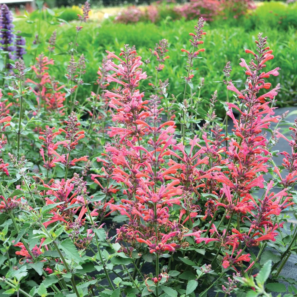 Bedwen Agastache 'Kudos Coral' Plug Plant x3 – Red-Pink Flowering Perennial Giant Hyssop for Pollinator-Friendly Gardens & Herbaceous Borders