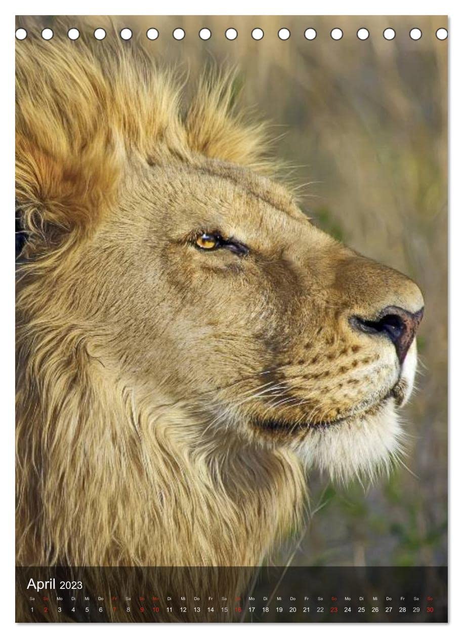 Großkatzen. Raubkatzengesichter (Tischkalender 2023 DIN A5 hoch): Die unbeschreiblich schönen Gesichter von Großkatzen sind immer wieder ein Freude. (Monatskalender, 14 Seiten ) (CALVENDO Tiere)