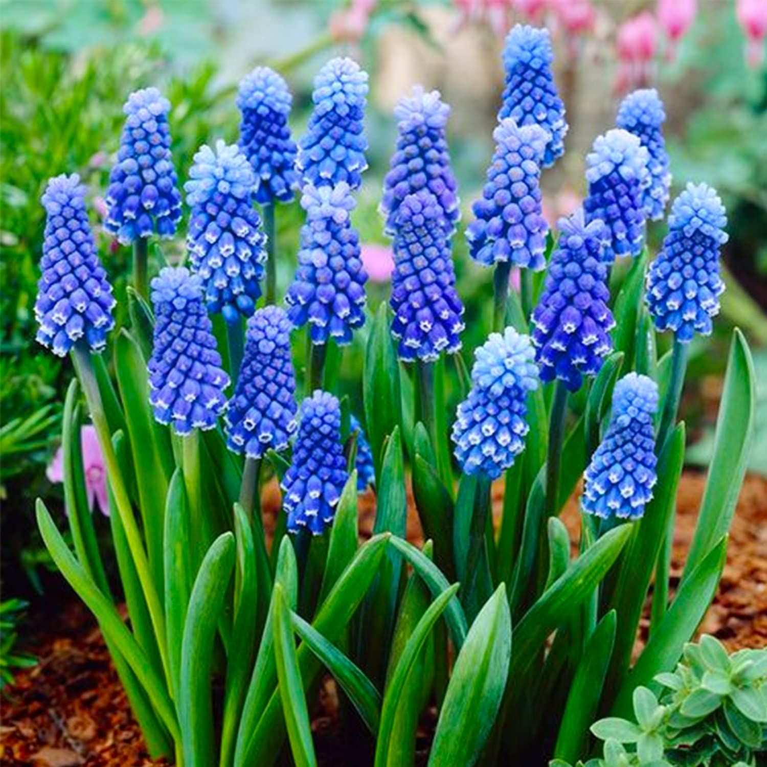 Amazon Com 10 Grape Hyacinth Bulbs For Planting Muscari Armeniacum Bulbs Blue Grape Hyacinth Spring Flowering Bulbs Patio Lawn Garden Amazon Com 10 Grape Hyacinth Bulbs For Planting Muscari Armeniacum Bulbs Blue Grape Hyacinth Spring Flowering Bulbs Patio Lawn Garden