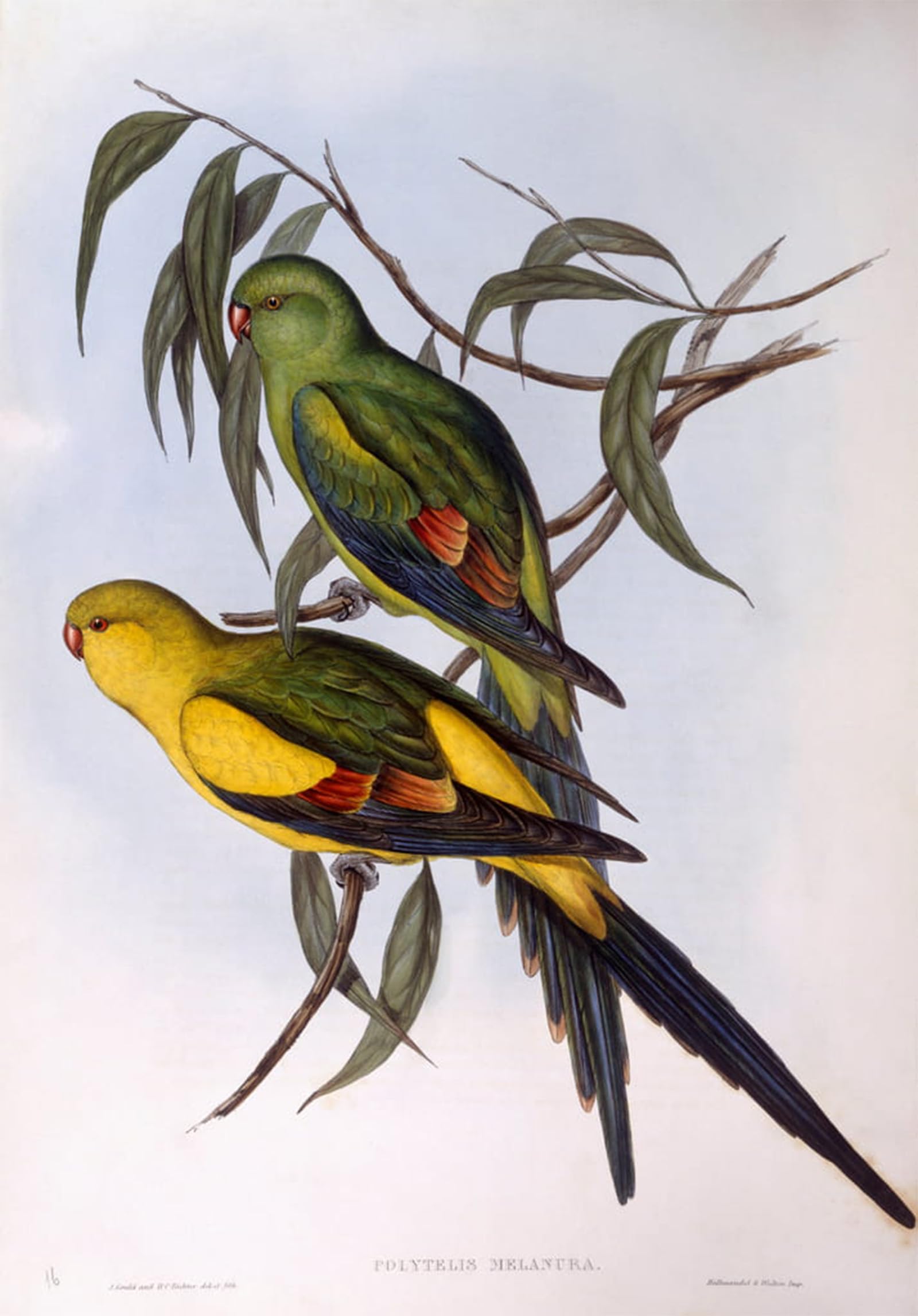 POSTERIIk Famous Print Pop Art Wall Art Graffiti Animal Bird Regent Parrot Engraving by John Gould Art Prints for Home Decor 60x90cm