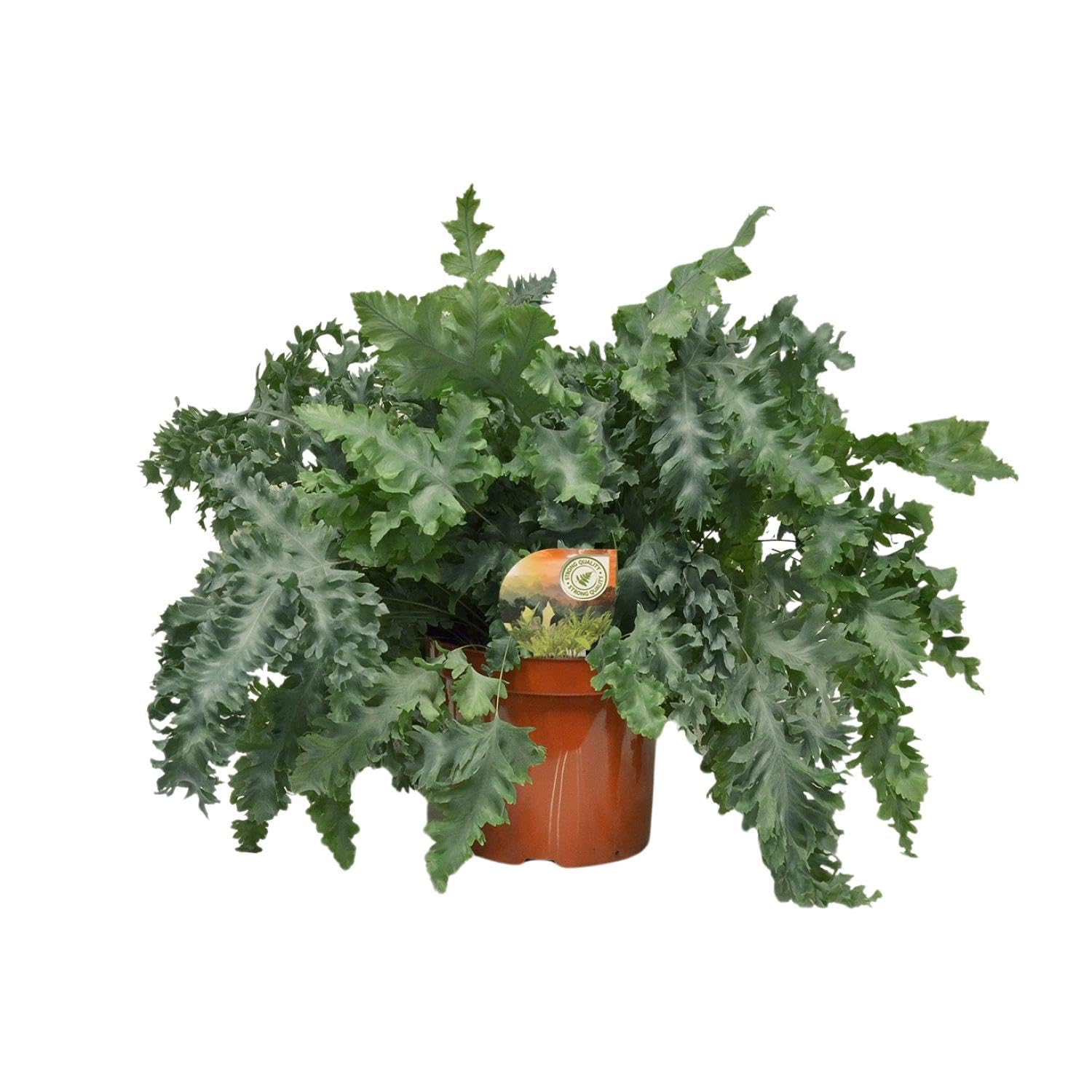 Phlebodium Davana 50-60cm : la grande plante d'intérieur robuste et facile