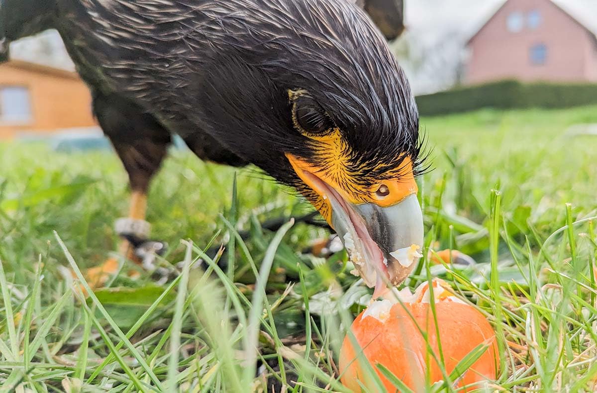 JOCHEN SCHWEIZER Geschenkgutschein: Spaziergang mit Greifvogel Pollhagen