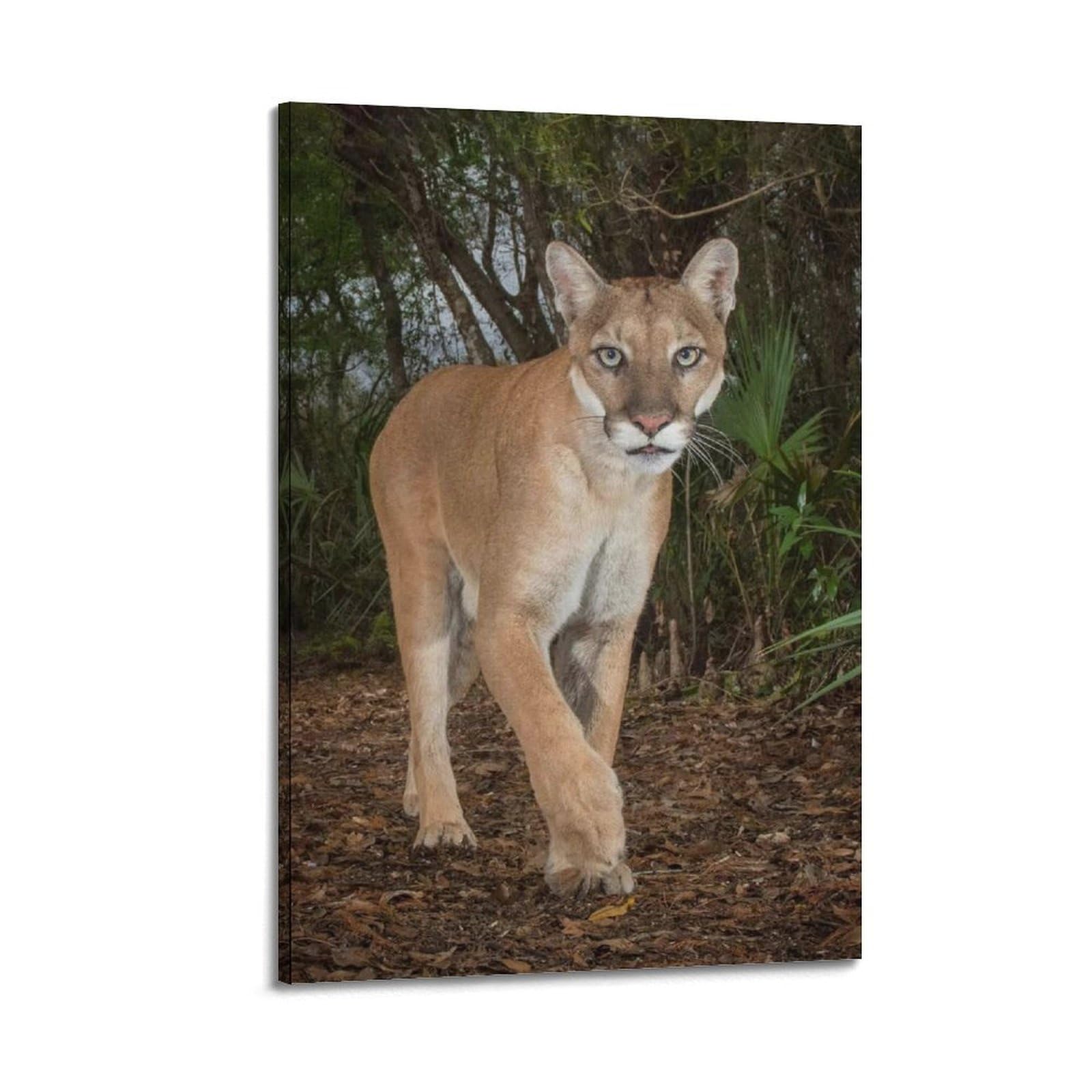 XKUGA Wild Felines Poster Cougar Big Cat Habitat Modern Decorative Canvas Prints - Ideal Wall Art for Family, Man Cave, Game Room, Boys & Girls Bedroom 20x30inch(50x75cm)