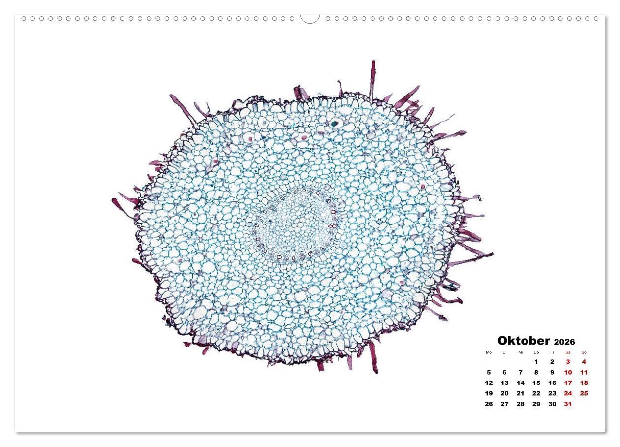 Pflanzen unter dem Mikroskop (Wandkalender 2026 DIN A2 quer), CALVENDO Monatskalender: Eindrucksvolle biologische Aufnahmen - das perfekte Geschenk für einen Gärtner, Floristen, Stundent und Lehrer