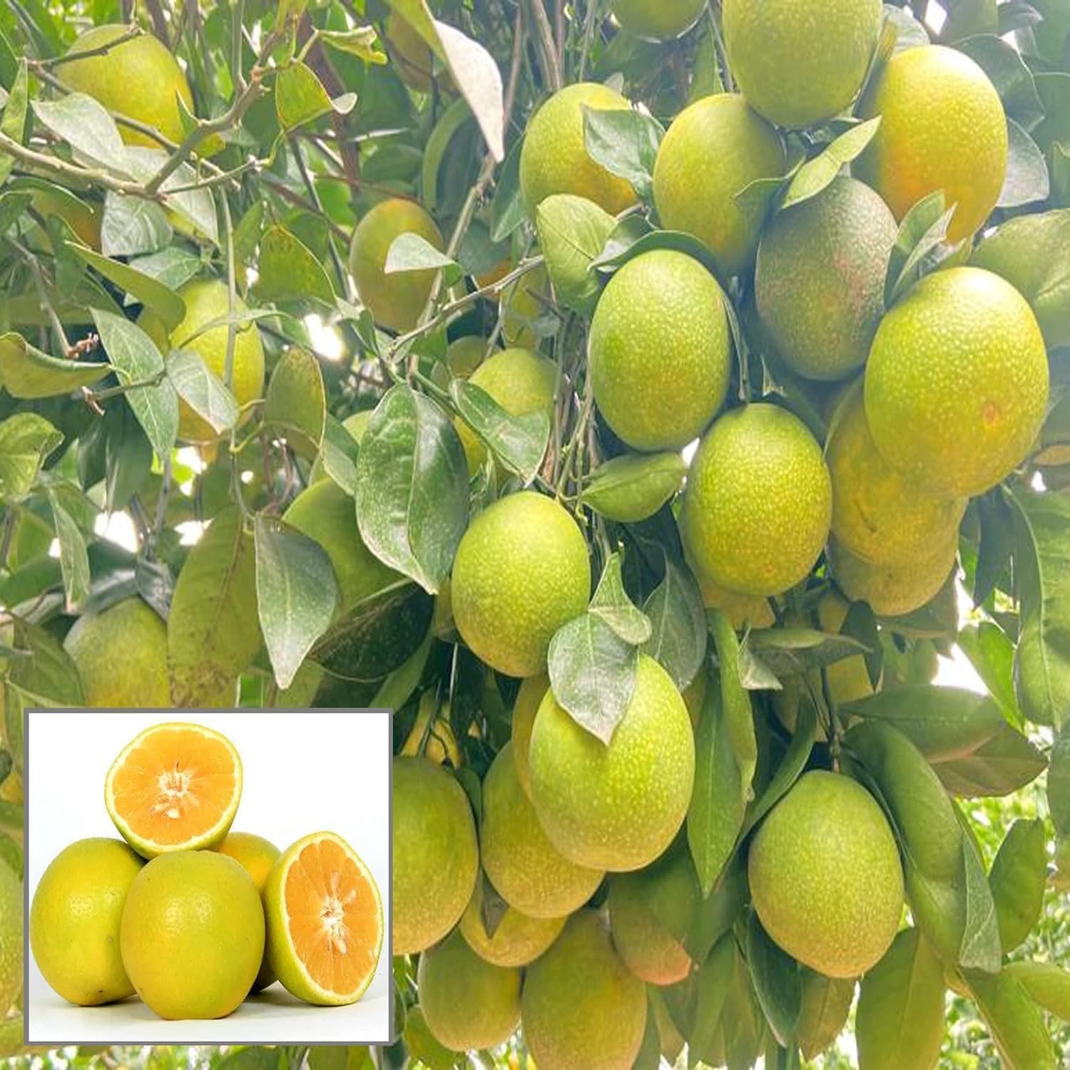 RAINBOW RAGA Sweet Indian Mosambi Grafted Fruit Live Plant (1.5-2 Feet Height) (B0D94H5P6G) Amazon Price History, Amazon Price Tracker