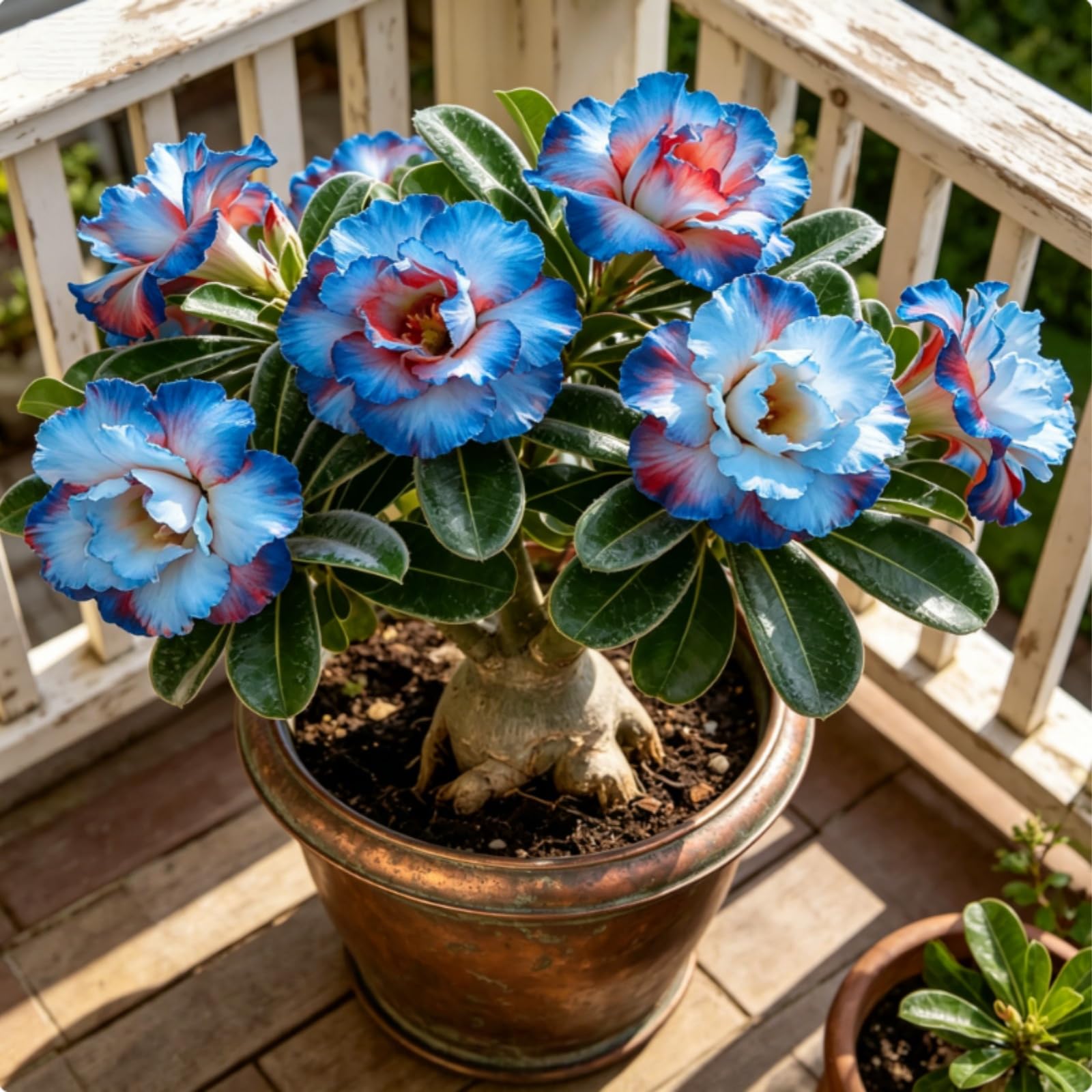 Desert Rose Bulbs — Cold-Hardy & Drought-Tolerant — Easy to Cultivate — Suitable for Indoor & Outdoor Display — Ideal for Beginners-4 Bulbs-E