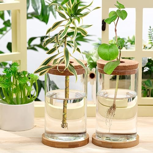 Miniatura 5 de 6 macetas de vidrio de escritorio de terrario para plantas, macetas de propagación de plantas de mesa con corcho y platillo de madera para cultivar