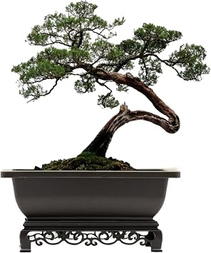 Cotta Planters Bonsai Pot 2-Pack 11.5 Inch Bonsai Training Pot with Eelegant Stand Antique Brown Bonsai Pots with Mesh Drainage Luxurious Bonsai Tree Pots Indoor Made with Recycled Plastic