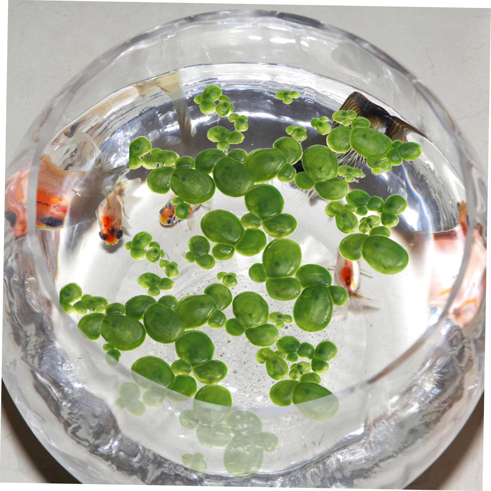 4 Paquetes De Plantas Artificiales Tanque De Lenteja De Agua Artificial Hornwort Planta De Acuario Patos Flotantes Decoraciones De Acuario Escondite De Peces Bonsai Juguete