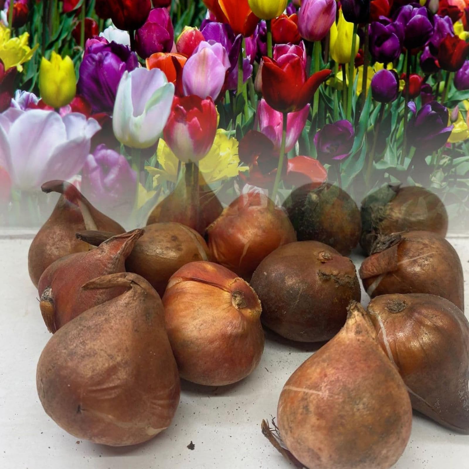 Tulipani rari/tulipani perenni resistenti/decorazioni vintage per la casa/riempire gli angoli-15 pcs-E