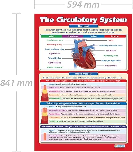 Miniatura 2 de Daydream Education El sistema circulatorio  Pósters de ciencia  Papel brillante que mide 33 x 23.5 pulgadas  Gráficos STEM para el aula  Gráficos