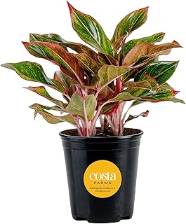 Costa Farms Chinese Evergreen Live Plant, Aglaonema, Easy Care Low Light...
