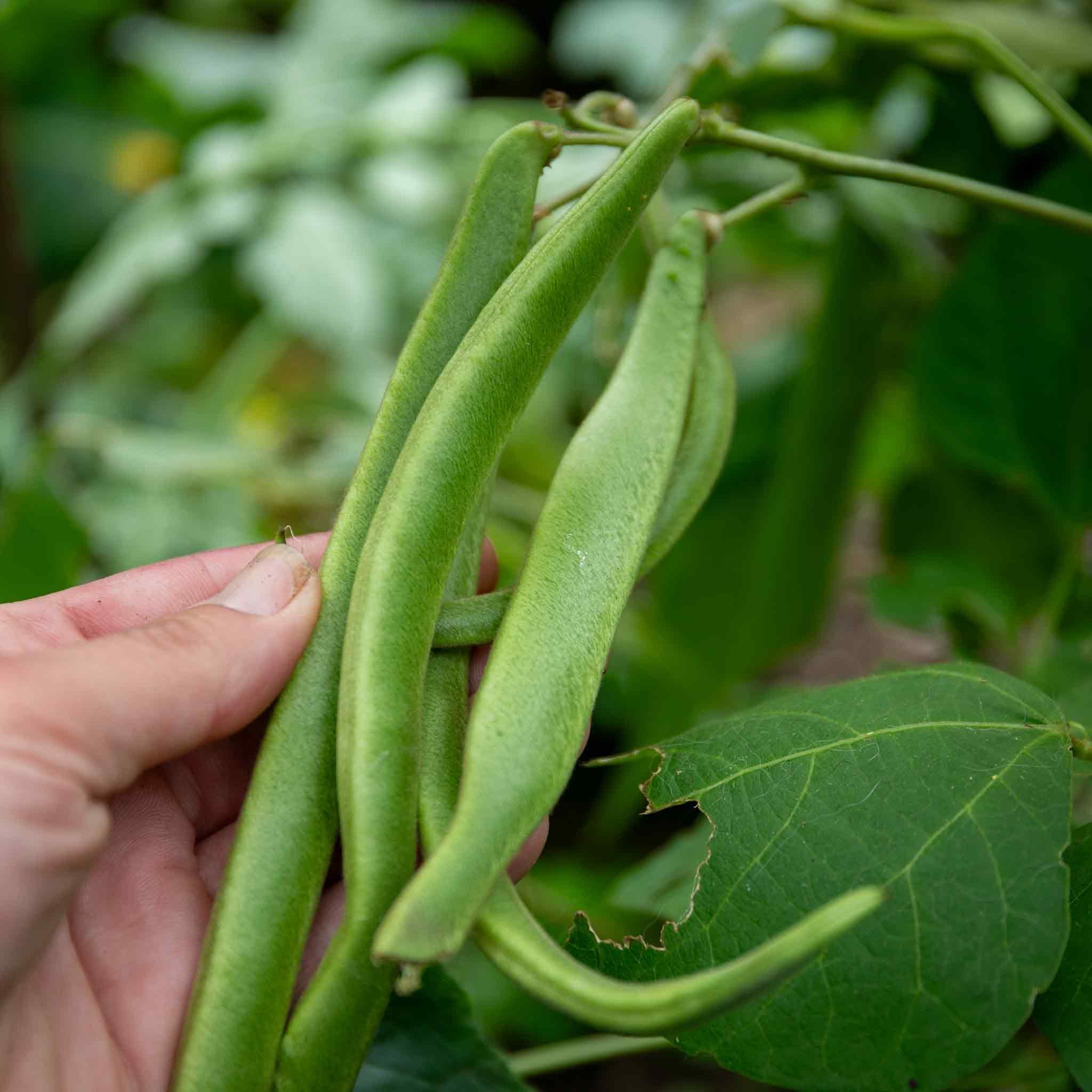 Marshalls Garden Runner Bean Seeds 'White Lady' 50 Seeds White-Flowered Variety