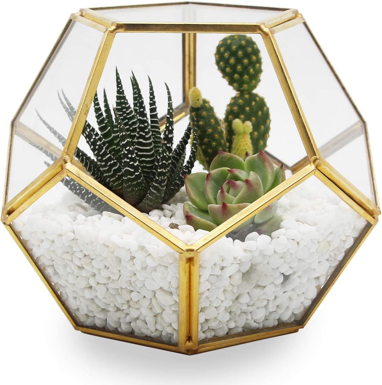 Kimdio Geometric Terrarium Clear Glass Tabletop Planter Air Plant Holder Display for Succulent Fern Moss Air Plants Holder Miniature Outdoor Fairy Garden DIY Gift