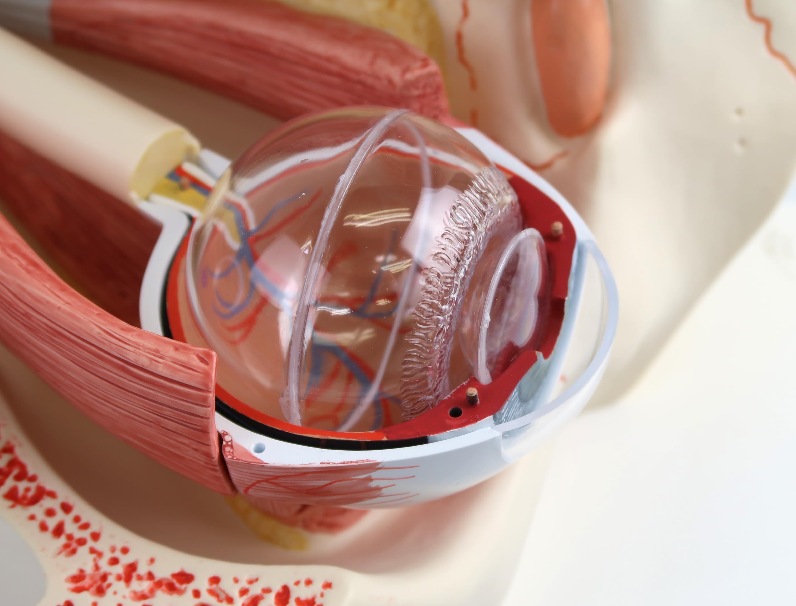 3B Scientific Menschliche Anatomie - Auge, 3-fache Größe, 7-teilig + kostenlose Anatomie App - 3B Smart Anatomy