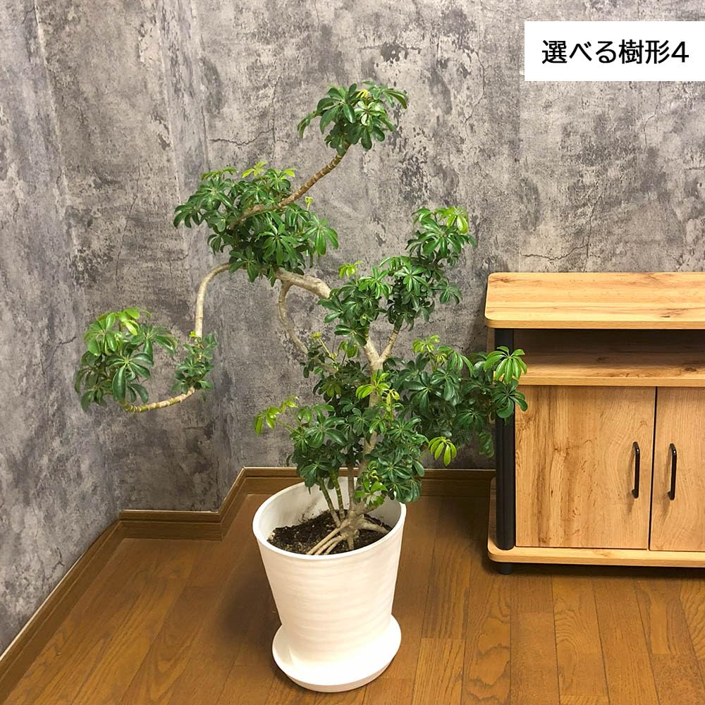 Amazon | 観葉植物 シェフレラ ホンコンカポック グリーン 幹曲がり 8 