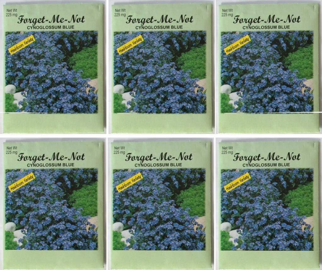 Valley Greene (6 Pack) Heirloom Variety Cynoglossum Blue Forget-Me-Not Flower Seeds 225 mg/package Non GE Seeds