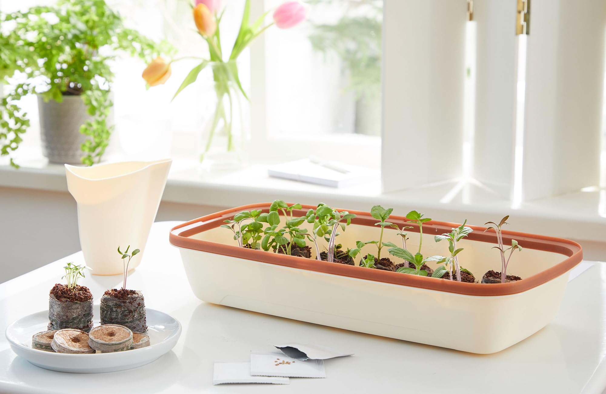 FLORTUS Set Zimmergewächshaus BoQube M anthrazit & Kokos Quelltöpfe (24 STK) | Gewächshaus & Quelltabletten aus Kokoserde Anzuchterde | Geschenkset