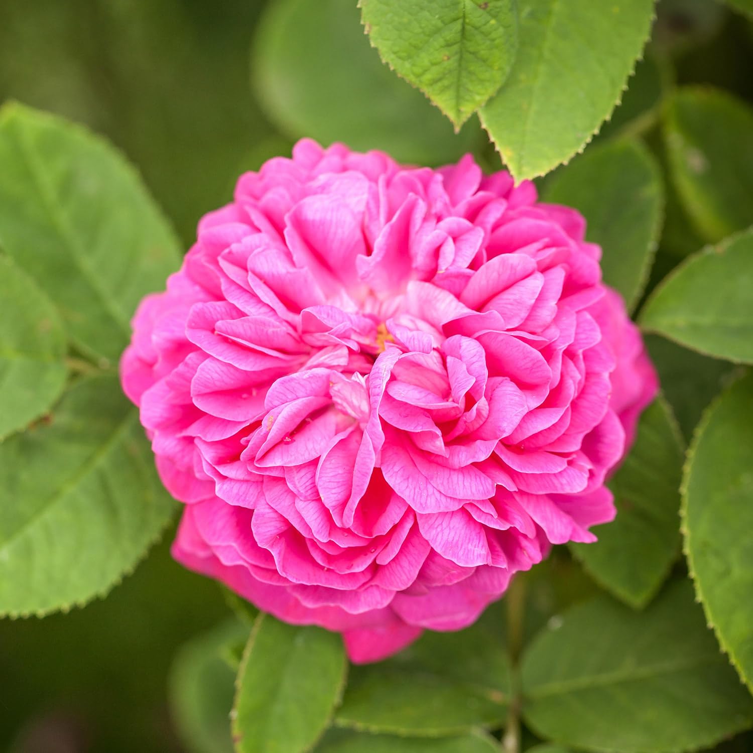 Historische Strauchrose 'Rose de Resht®'