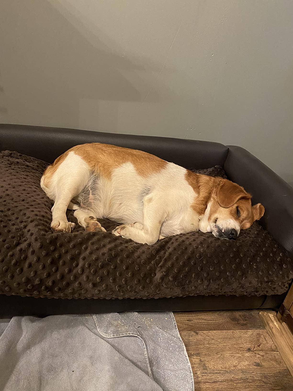 22/mo Finance Keet Fluffy Deluxe Pet Bed Sofa Buy Now, Pay Later