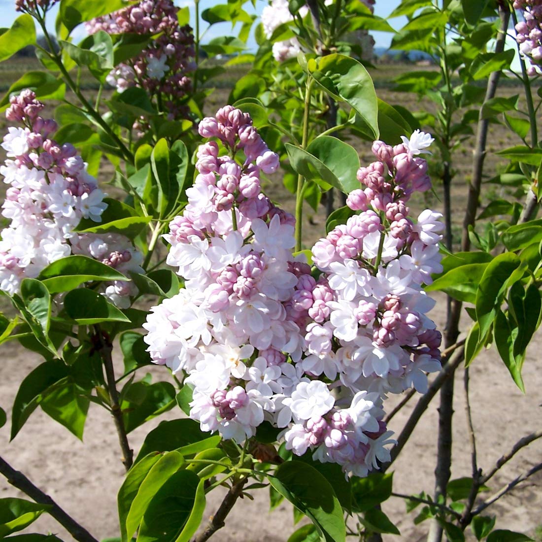 Syringa Vulgaris 'Belle De Nancy'- Lilas commun 'Belle De Nancy' 40-60 cm en conteneur