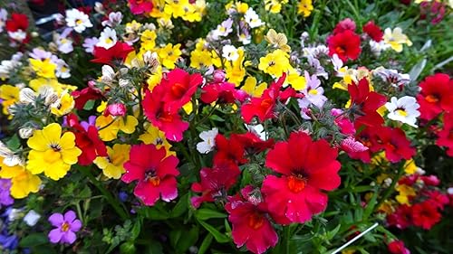 Miniatura 8 de Seeds Nemesia Galaxy Seed Mix 450+ Semillas para plantar flores anuales