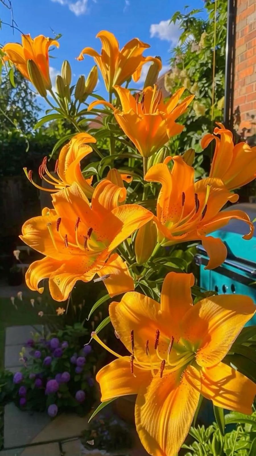 Lily Bulbs for Planting, Excellent Display- Suitable for Garden Plants- Landscape Design-2 Bulbs-J