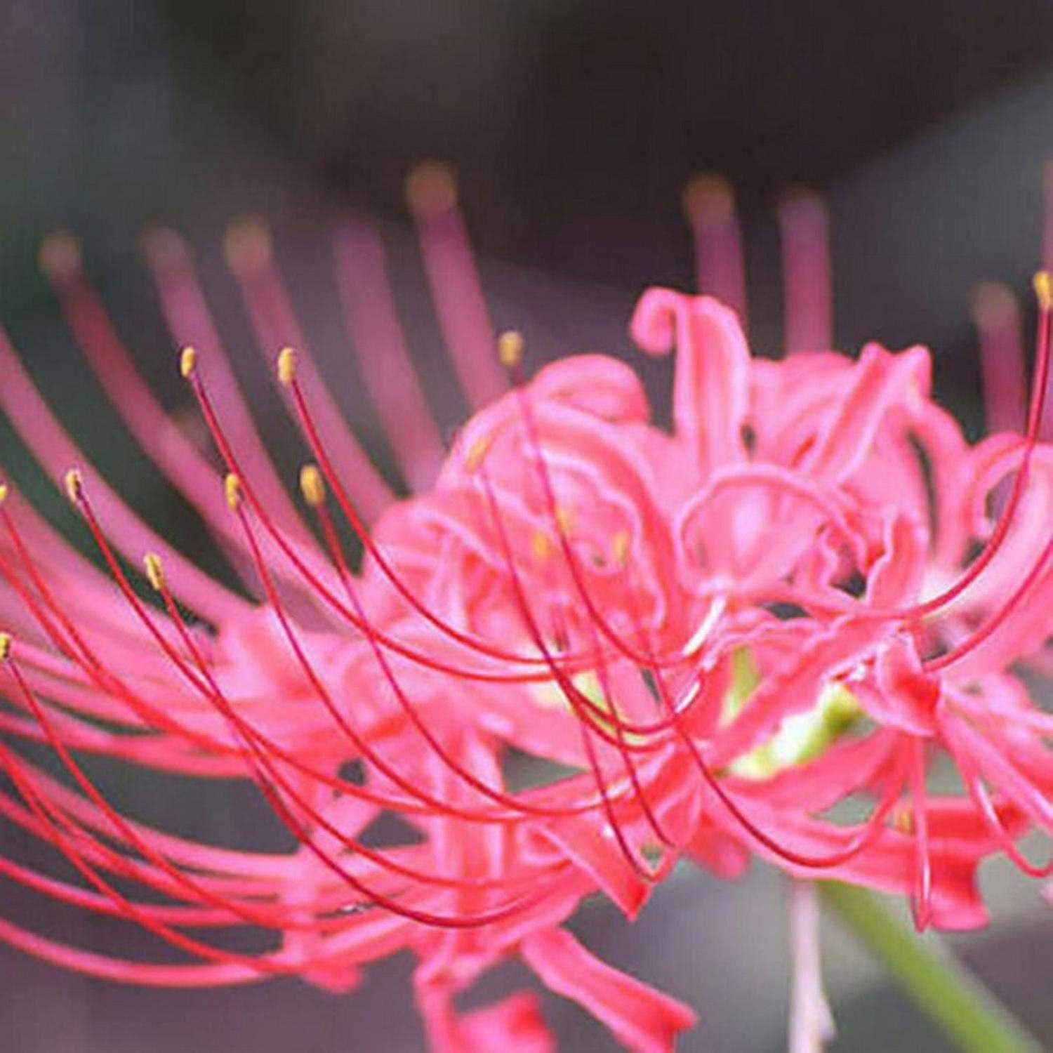 Amazon.com : (10) Pink Spider Lily, Lycoris Radiata Bulbs, Fresh Bulbs ...