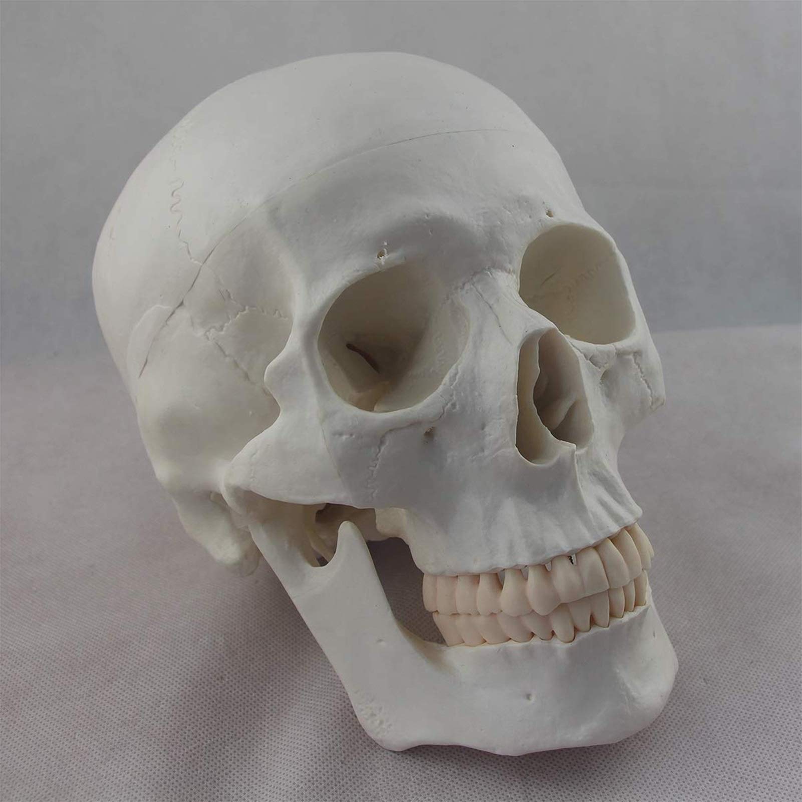 1:1 Model ludzkiej czaszki w rozmiarze rzeczywistym Anatomia Czaszka Głowa Ciało Model naukowy Matowy materiał PVC Medyczny Dekoracja Statua Narzędzia dydaktyczne