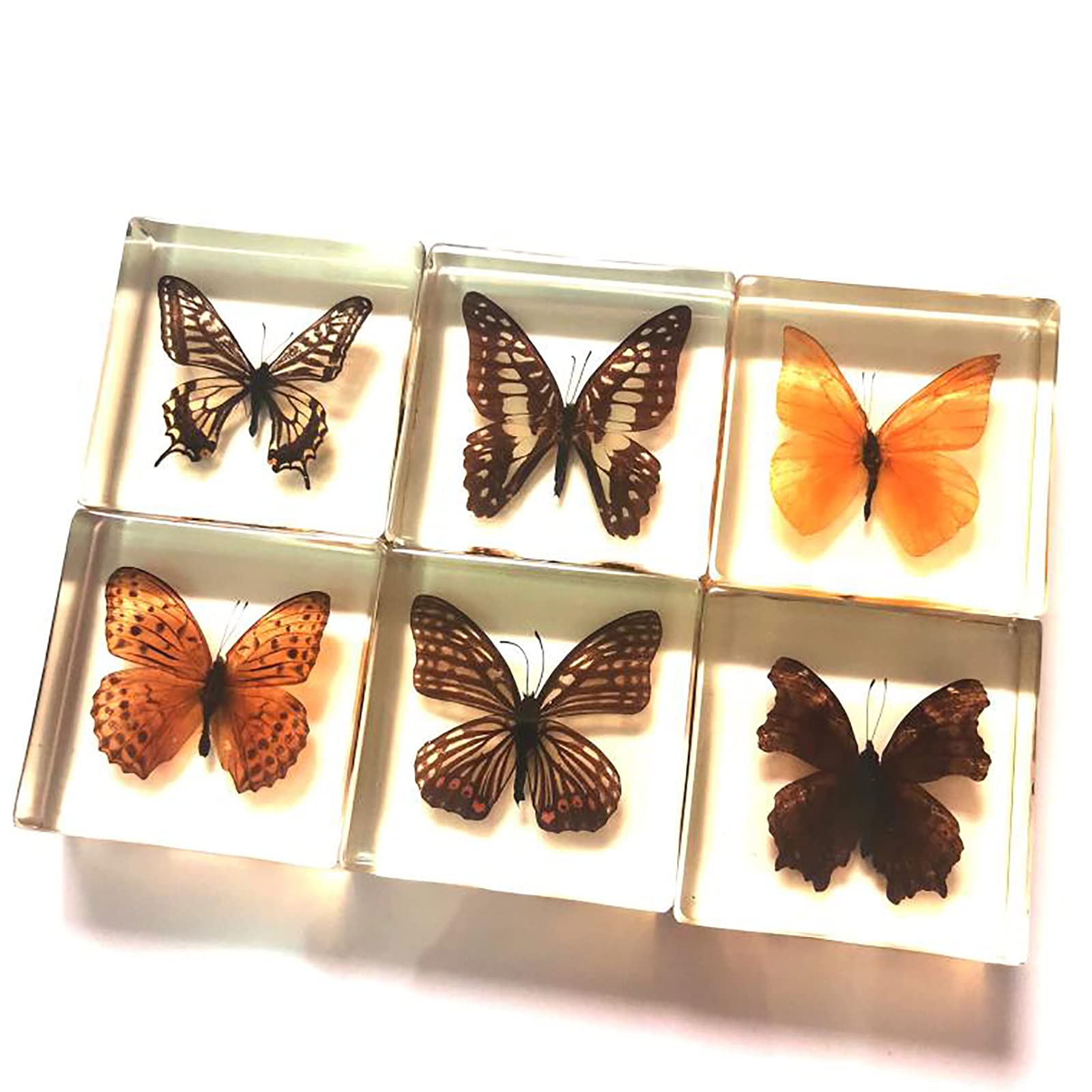 Insetti Veri Farfalla Reale In Resina - Decorazione Entomologica 12x12cm, Colore Marrone Farfalle Vere