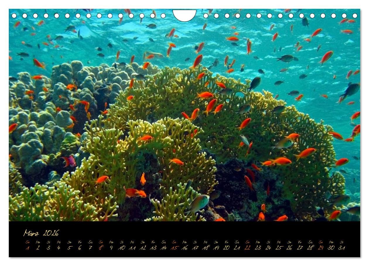 Ägypten - Eine Entdeckungsreise (Wandkalender 2026 DIN A4 quer), CALVENDO Monatskalender: Die Schönheit Ägyptens über und unter Wasser (CALVENDO Natur)