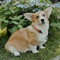 Vista 2 de Etiquetas de perro personalizadas para mascotas, etiquetas de perro personalizadas con nombre de perro, código QR, etiquetas de identificación