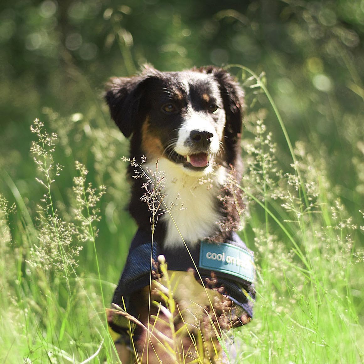 Back On Track Cool On Track - Cappottino Rinfrescante Per Cani, 80 Cm, Blu