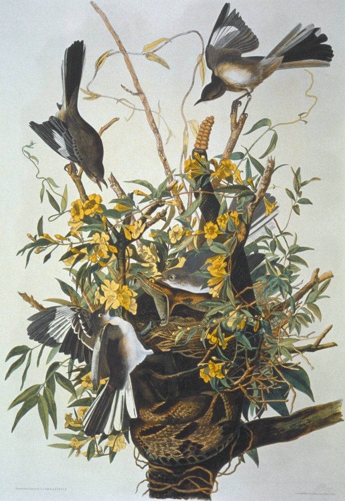 Northern Mockingbird N(Mimus Polyglottos) Lithograph 1858 By Julius Bien After John James Audubon Poster Print by (24 x 36)