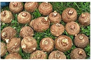 Elephant Ear Elephant Ear Giant Bulbs #TSMN