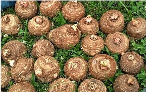 20 Bombillas Live Colocasia Esculenta Elefante Oreja Taro Gabi Kalo Eddo #TSMN