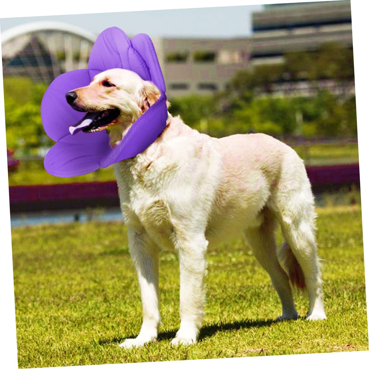 SUPVOX 2 Pz Collana per Animali Domestici Collare per Il Recupero del Gatto Collare Gonfiabile Scudo per Animali Domestici elisabettiano per Cani Anti-afferramento i Fiori
