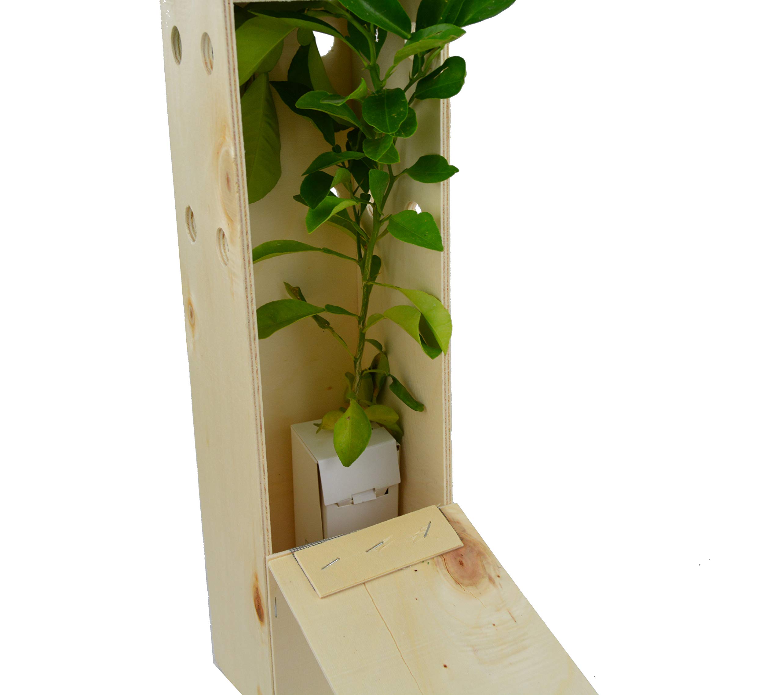 Oranger Amer Bigaradier – Arbre Fruitier Croissance Rapide Agrumes Parfumés – Jeune Pousse 30 cm Caisse en Bois – 1 Unité