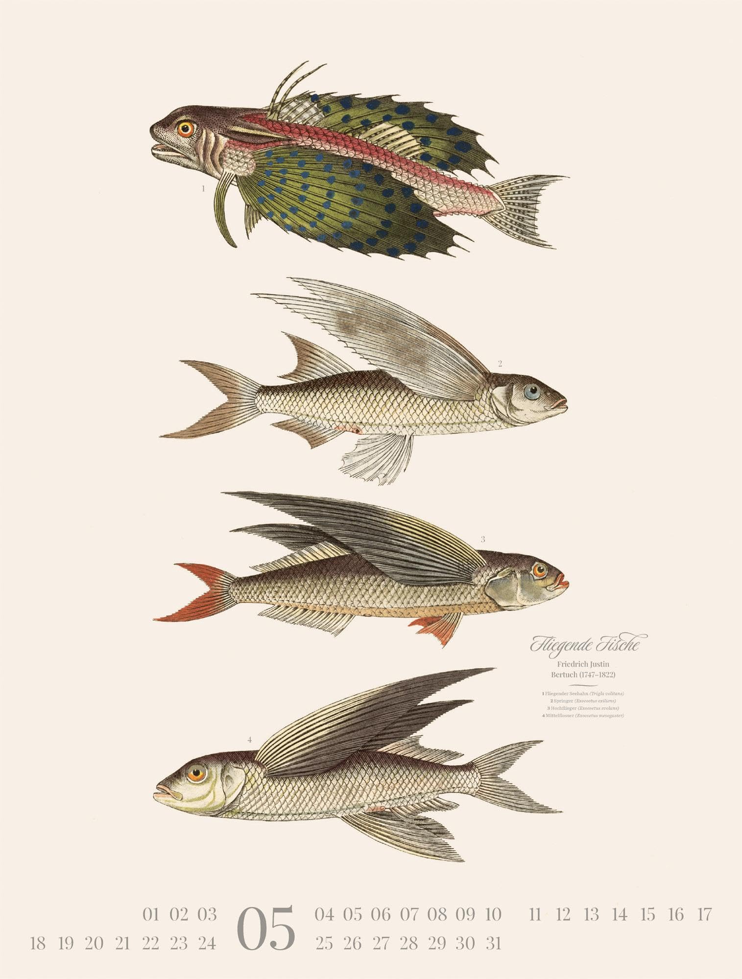 Fische Kalender 2026 | Dekorativer Retro-Kalender im großen Hochformat (50x66 cm) | Historische Tier-Illustrationen von Friedrich Justin Bertuch