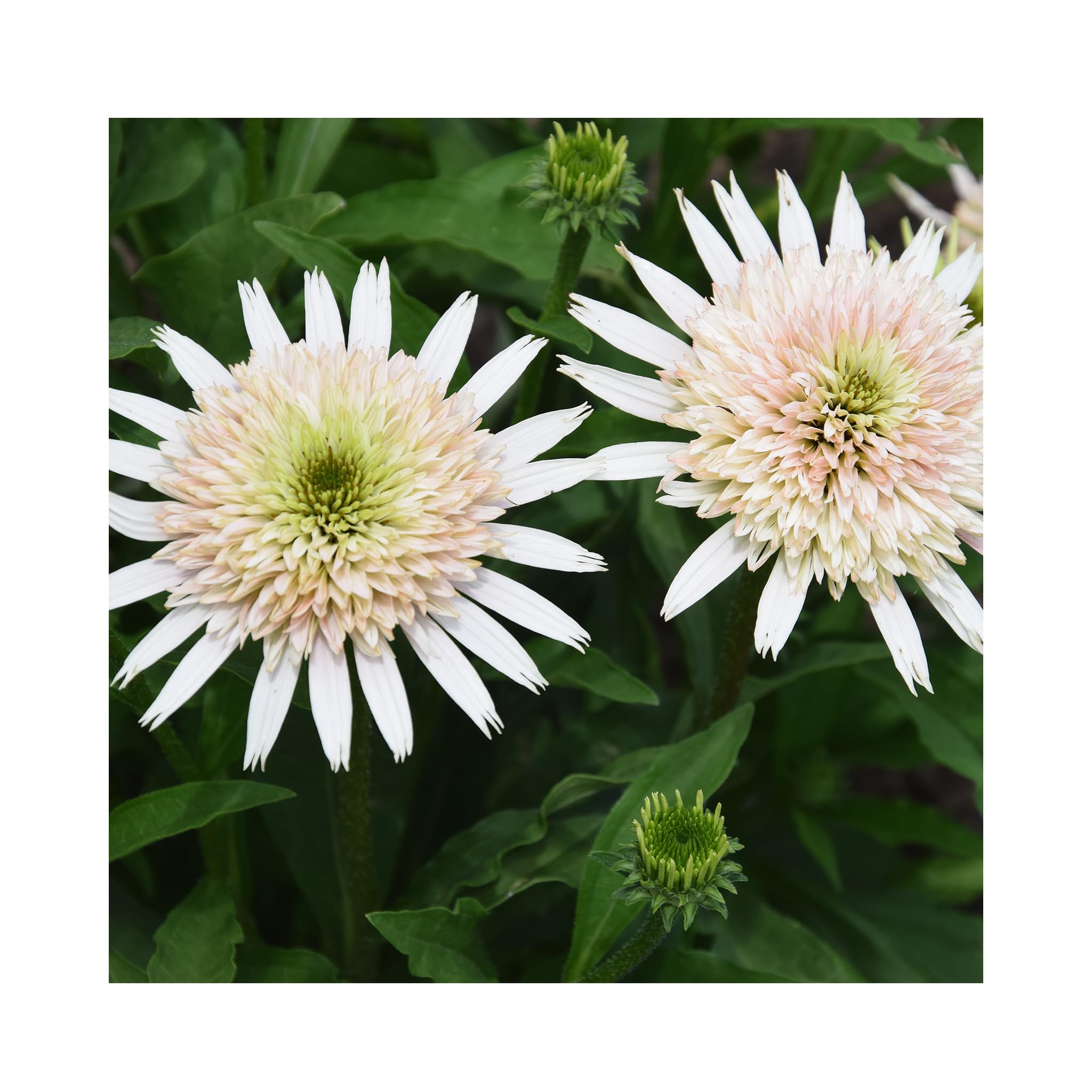 Echinacea Cherry Fluff - 3 Established 9cm Plants. Coneflower Perennial Plants Ready for Garden/Patio/Balcony.