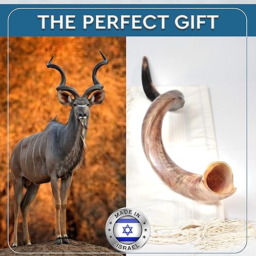 Miniatura 7 de Cuerno de Shofar judío  Un cuerno de Shofar Tamaño 27"-31"  Instrumento de cuerno Shofar más certificado del mercado entero  Chofares De Israel