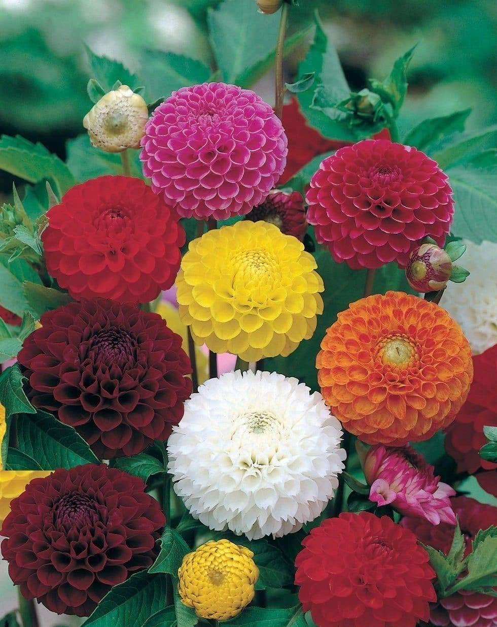 Gardenify India Dahlia Flower Seeds Home Gardening Summer Season Flower Seeds, Seeds For Gardening Flowers, Flower Seeds For Home Garden (B0B31GCP8N) Amazon Price History, Amazon Price Tracker