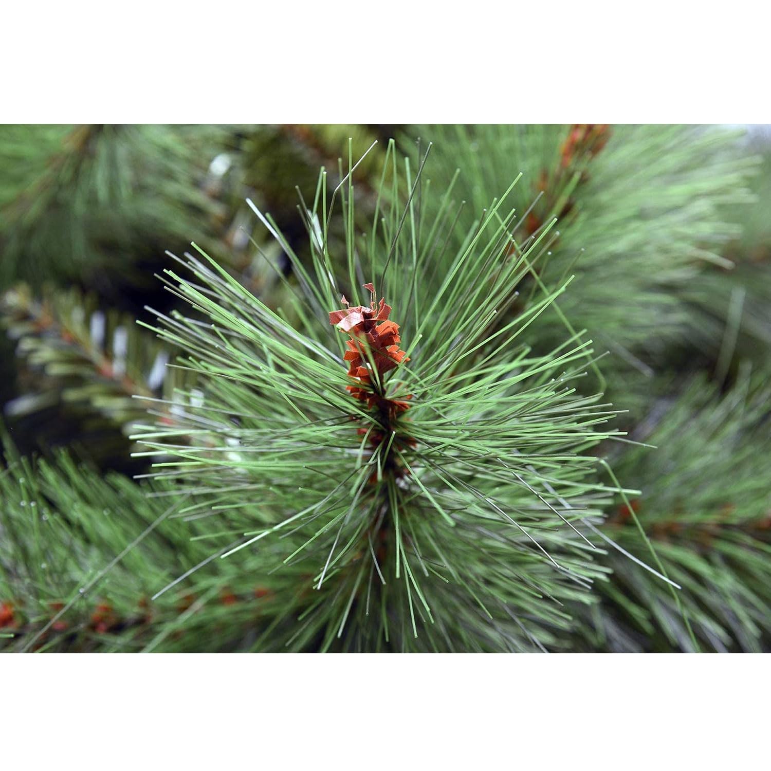 Marvin Albero di Natale da Parete Muro, Effetto Realistico Richiudibile Apertura ad Ombrello Facile da Montare Decorazioni Natalizie Folto Verde, a Metà con Vaso in Rattan e Borsone (120 CM)