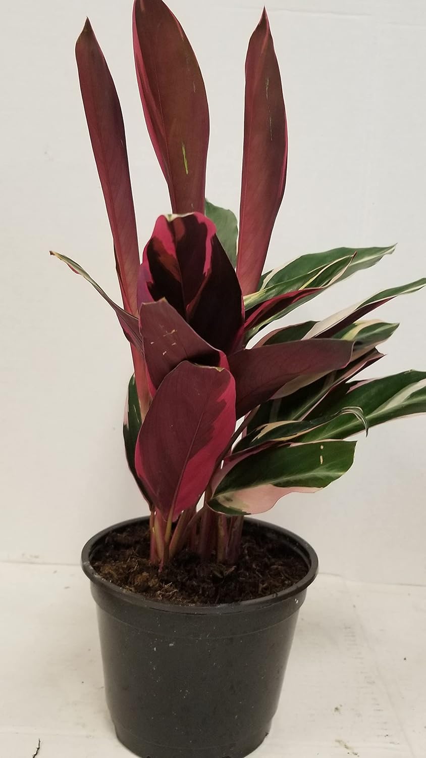 Live 6" Calathea Plant