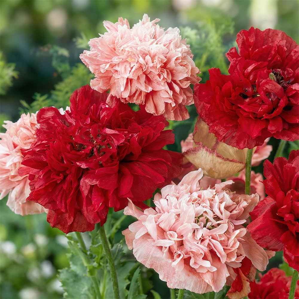 Poppy Papavero Fiori di Peonia Doppio Mix Seeds (Papaver paeoniflorum) – Double Peony-Flowered Annual – Red & Soft Pink Blooms – Spring & Late Summer Sowing