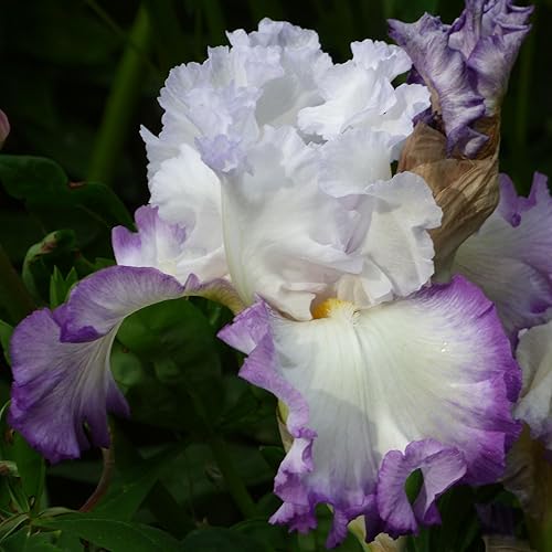 Miniatura 3 de Mariposa Skies - Planta de iris barbudo en maceta, fragantes flores blancas lilas que reflorecen - Perenne de jardín fácil de cultivar