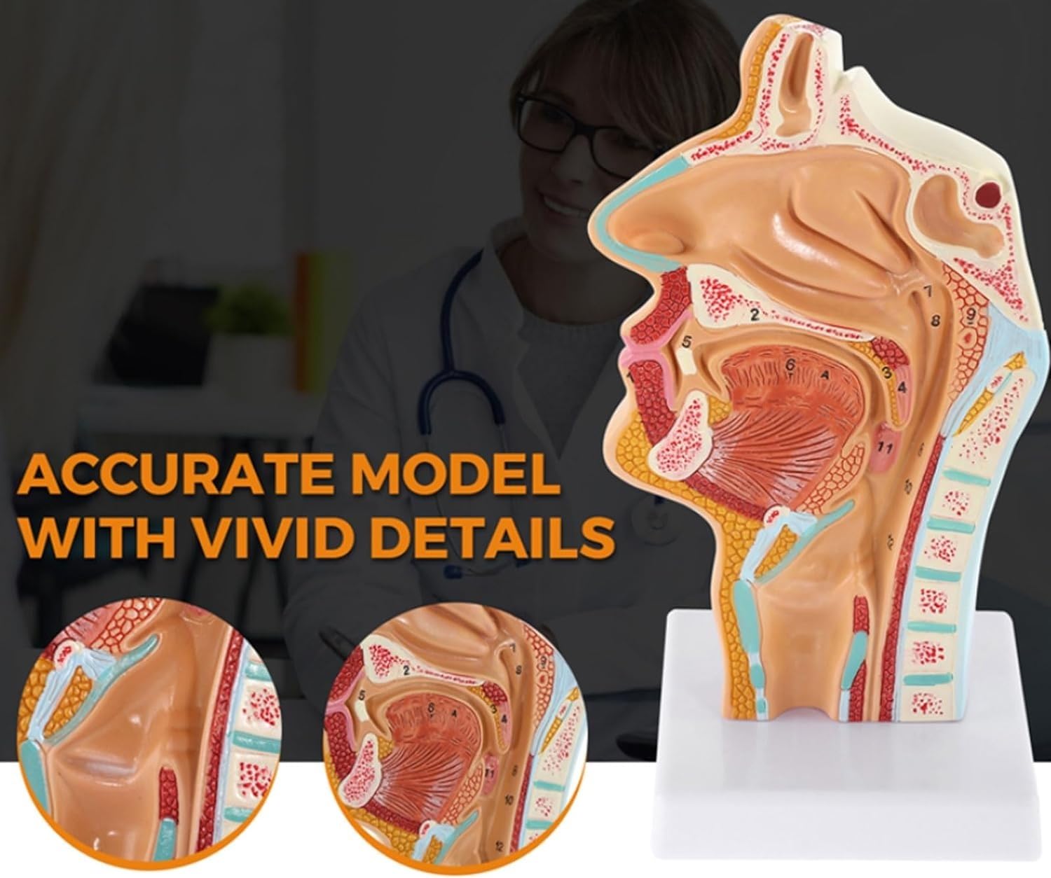 Scientifica Modello Esposizione Modello Medico Anatomico Umano Di Anatomia Della Cavità Nasale Gola Per L'insegnamento Visualizzazione Dello Studio In Aula Scienze Per Uso Educativo